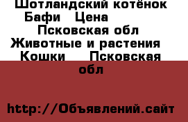 Шотландский котёнок Бафи › Цена ­ 1 000 - Псковская обл. Животные и растения » Кошки   . Псковская обл.